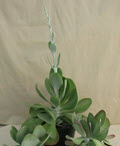 8" Kalanchoe Thrysiflora Flapjack